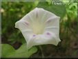 morning glory flower picture