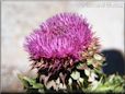 musk thistle plant flower picture