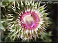 musk thistle plant picture