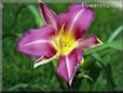 daylily flower picture