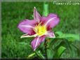 daylily flower picture