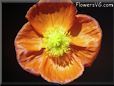 orange yellw poppy flower  pictures