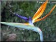 bird of paradise pictures