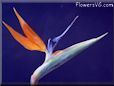 bird of paradise flower picture