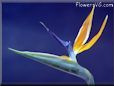 bird of paradise flower picture