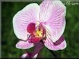 online orchid