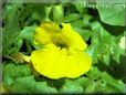 mimulus picture