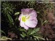 primrose flower picture