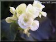 white begonia pictures