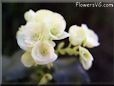 white begonia flower