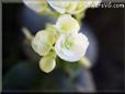 white perennial begonia