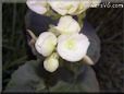 white type of begonia