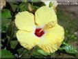 hibiscus leaf yellow