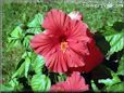 red hibiscus flower picture