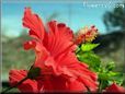 red hibiscus flower picture