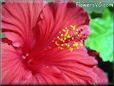 red hibiscus picture
