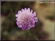 pincushion flower picture
