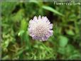 pincushion flower picture