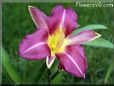 daylily flower picture