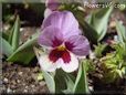 pansy flower picture