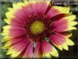 maroon blanketflower picture
