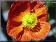 poppy flower picture