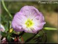 primrose flower picture