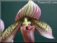 orchid flower