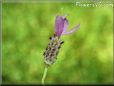 lavender herb pictures