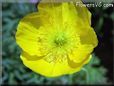 yellow  poppy flower  pictures