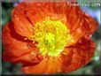 red yellow poppy flower  pictures