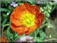poppy flower picture