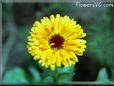 calendula flower photos