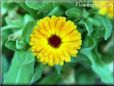 calendula flower photo