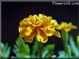 marigold flower picture