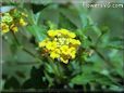 yellow lantana plant