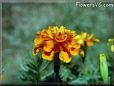 marigold flowers