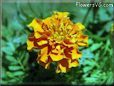 marigold flower pictures