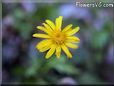 euryops flower