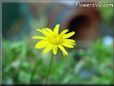 euryops flower picture