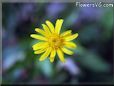 euryops pictures