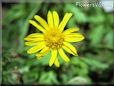 euryops flower picture