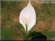 spathiphyllum picture