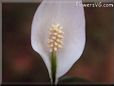 spathiphyllum flowers pictures