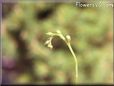  sundew plant picture