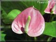 anthurium flower