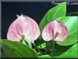 anthurium flower pictures