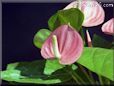 anthurium lily