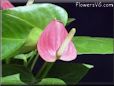 anthurium flower photo