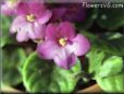 african violet flower picture